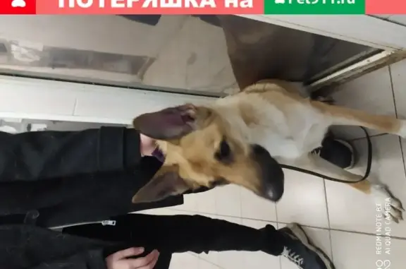 Найдена собака в Выхино, Кузьминки