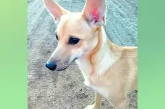 Пропала собака Линда на улице Донгузская, Оренбург