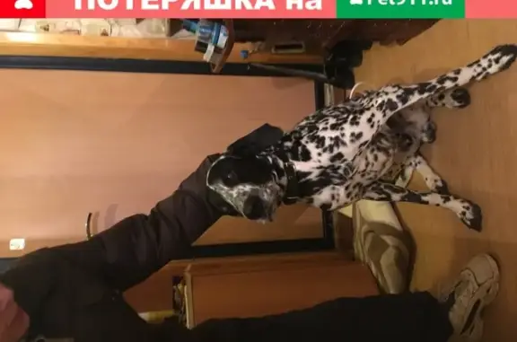 Найдена собака около м-на «Костромич» в Костроме