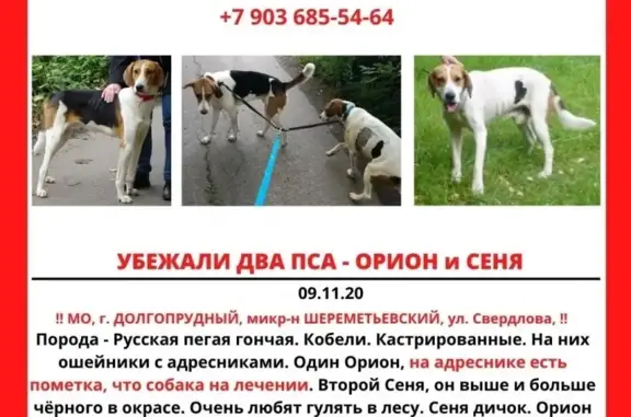 Пропали две кастрированные собаки в Долгопрудном, Шереметьевский микрорайон