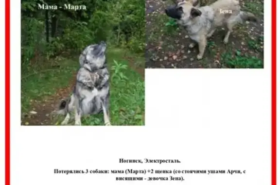 Пропала собака в Ногинске и Электростали, контакт Светлана 89772680106.
