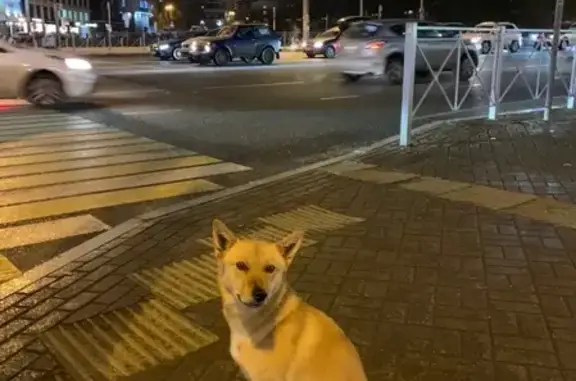 Пропала собака в Казани на Щапова, вознаграждение!