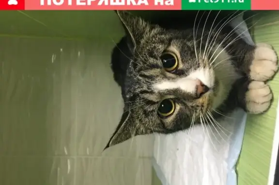 Кошечка найдена на улице Ивана Франко в Москве
