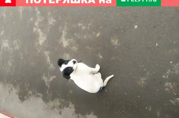 Найден щенок на остановке Зангари, Ижевск