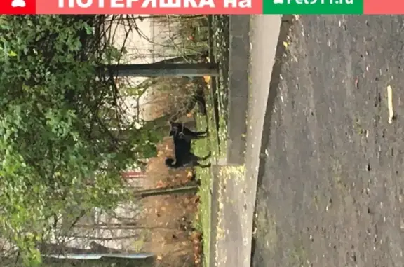 Собака найдена у Строгановского моста