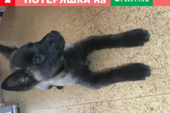 Найден щенок в Туле, пос. Косая Гора