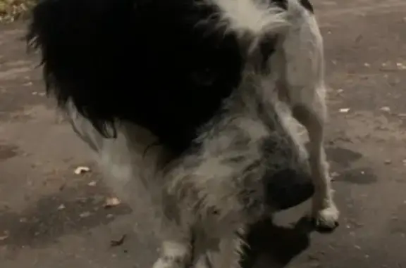 Черно-белый пёс с ошейником на ул. Чапаева, Ногинск