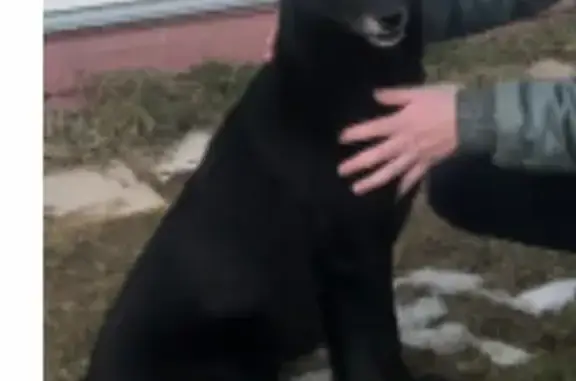 Пропала собака в СНТ Лайнер, Домодедово