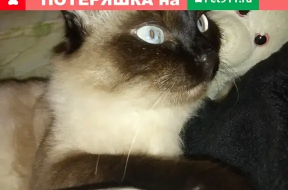 Пропала пушистая кошка в Ярославле, Заволжский район