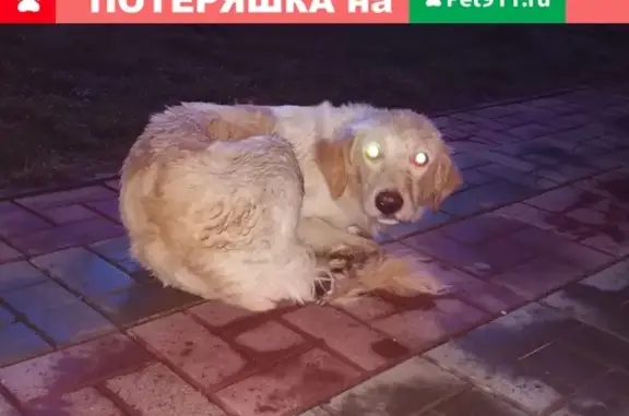 Собака на ул. Гребенщикова, 9 в Новосибирске