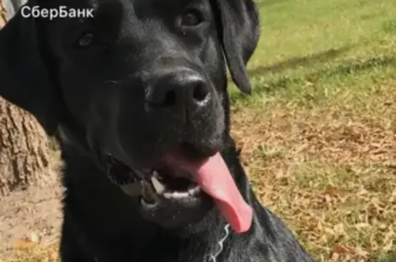 Собаки потеряшки, Энгельс, фото: Потеряшка собака на ул. Колотилова, Энгельс.