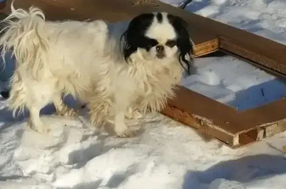 Пропала собака на улице Подводника Кузьмина, СПб.