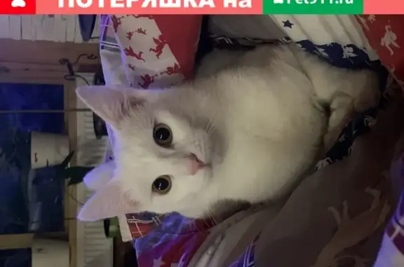 Пропала белая кошка в Дубрава СНТ