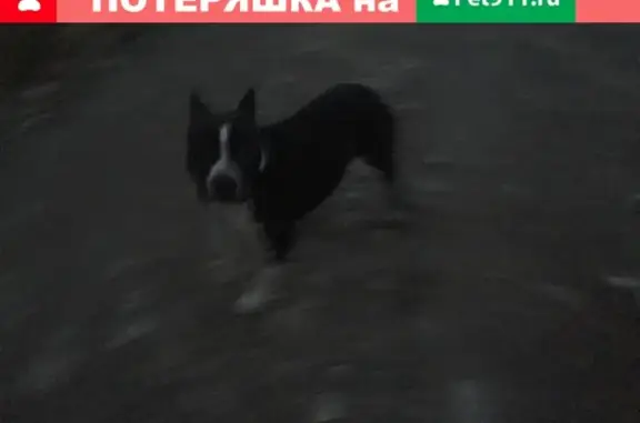 Найдена собака в Сафоновском поселении, Раменский район