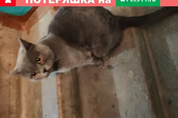 Найдена серая британская кошка в Сипайлово, ищет хозяев