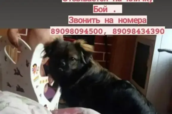 Пропала собака Бой в Хабаровске