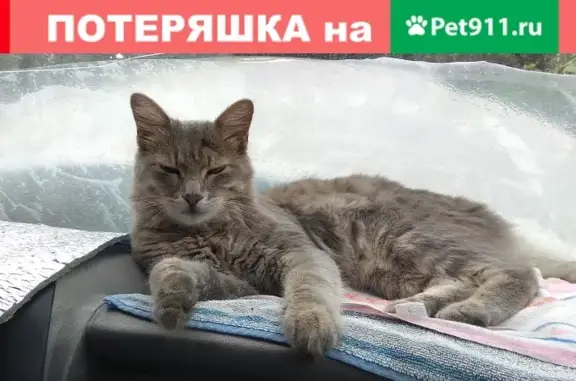 Пропала кошка в Завокзальном районе Нальчика, ул. Островского, 1