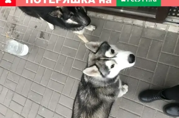 Найдена собака возле офисного здания на пр. Б. Хмельницкого, 133М