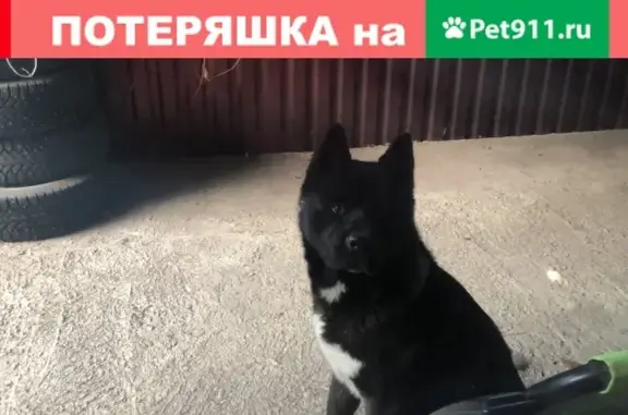 Собака найдена на Тетральной площади, Ростов-на-Дону