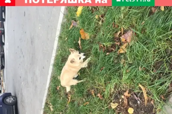 Найдена собака без ошейника в центре Белгорода