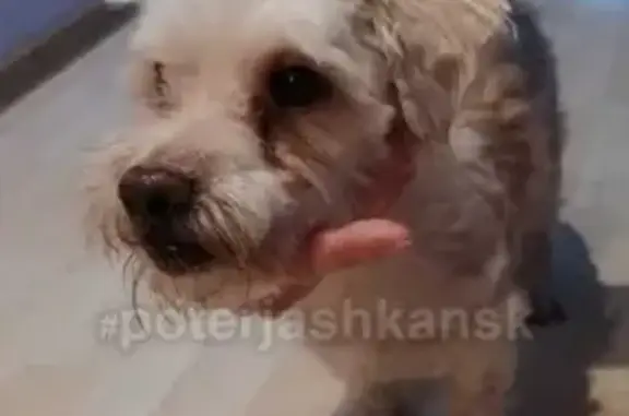 Собака найдена на улице Богаткова, Новосибирск