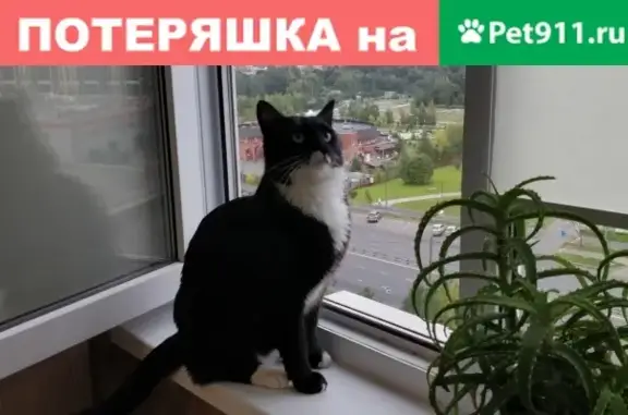 Пропала кошка в Солнечногорске, убежала в лес!