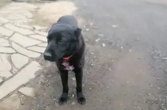 Найдена собака в Акатово, Балашиха