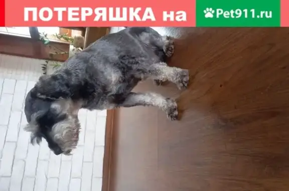 Пропала собака Гарри в снт Приозёрное, Рублёвка.