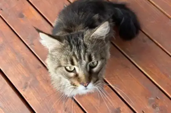 Найдена кошка в Звенигороде