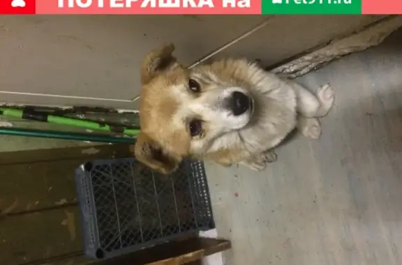 Собака найдена в Томске на Радужном