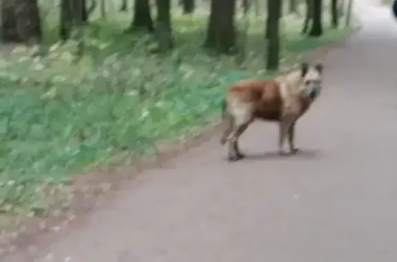 Найдена рыжая собака в Мещерском лесу