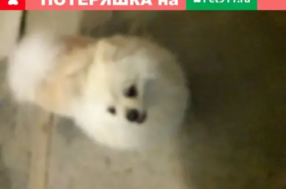Найдена белая пушистая собака на Щауляйской, Волгоград