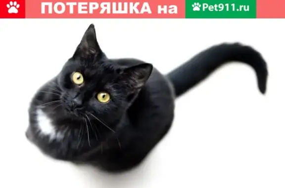 Найдена кошка в Екатеринбурге, Северный переулок