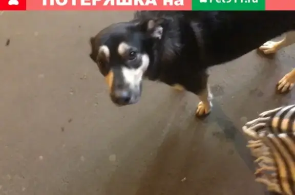 Найдена собака у метро Волоколамская