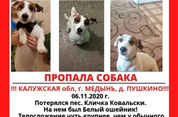 Пропала собака Ковальски в Медыни, Россия