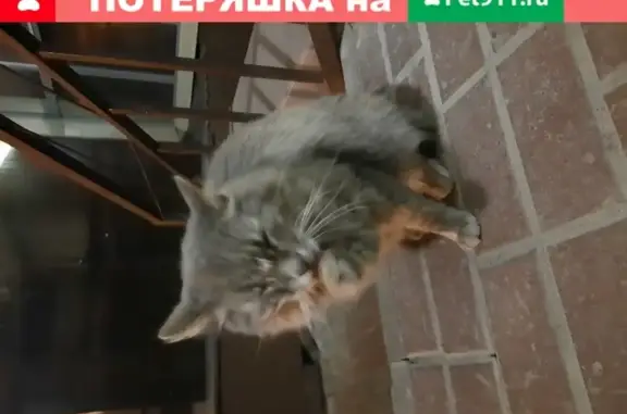 Потерянная кошка на Гостенской, 16А