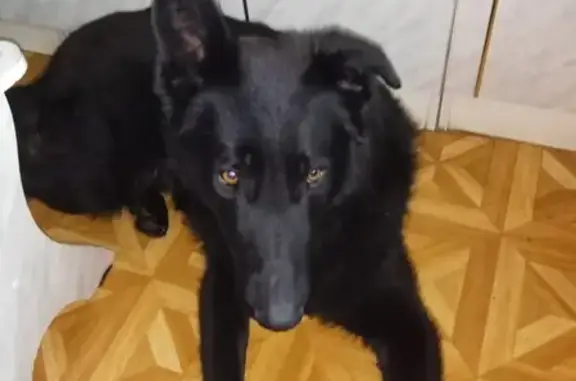 Пропала собака Рич, черный, 4 года, пойденко 4.23