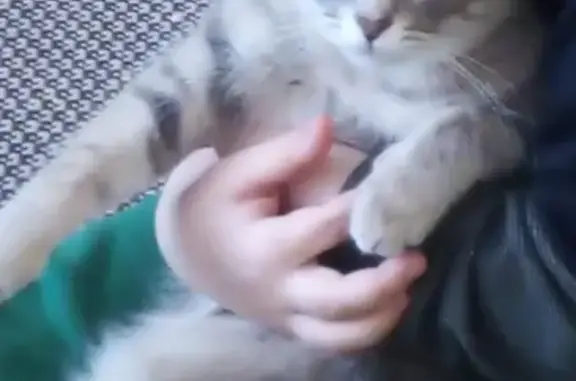 Объявления о пропавших и найденных животных, Ижевск, фото: Пропала кошка Буся на Пушкинской, Ижевск