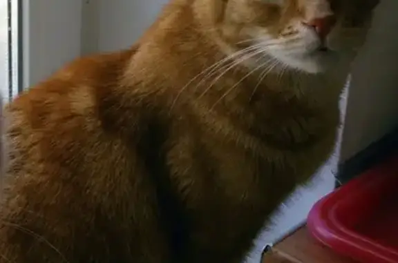 Кошки потеряшки, Санкт-Петербург, фото: Потеряшка кошка Лёва, адрес: пр. Каменноостровский 64Д, вознаграждение.