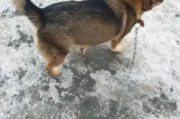 Собака найдена на ул. Дуси Ковальчук в Новосибирске.