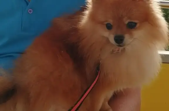 Собаки потеряшки, Ульяновск, фото: Потеряшка собака Рой на ул. Автомобилистов в Ульяновске