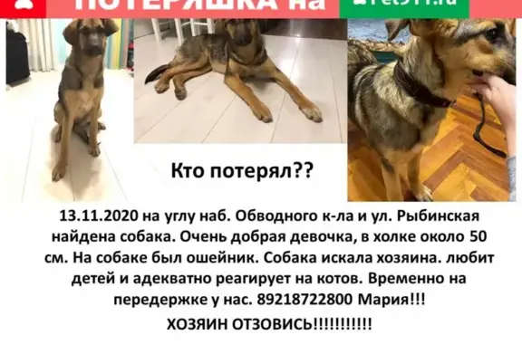 Найдена собака метис на набережной Обводного канала в Санкт-Петербурге