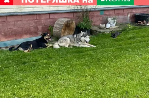Пропали две собаки хаски в Чеховском районе