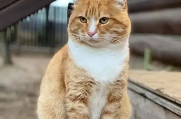 Найден большой рыжий кот в деревне Гигирево