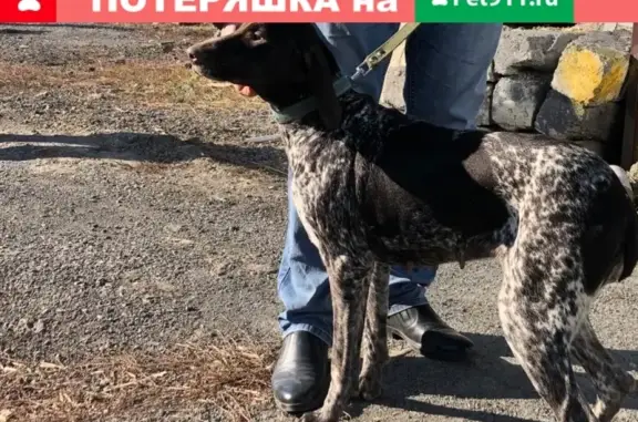 Найдена собака Курцхаар на улице Горняцкой
