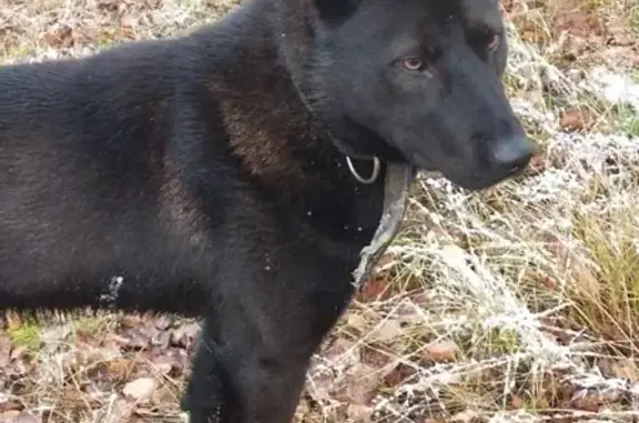 Найдена собака-подросток Малинуа в деревне Косово, Московская область