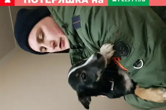 Собака без опознавательных знаков найдена по адресу ул. Андрея Бушуева, 4к1