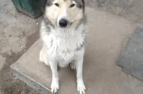 Собака лайка найдена в Добрятино, Владимирская область