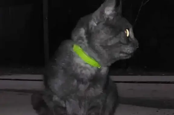 Найден черный кот на Новой Лесной, Красногорск