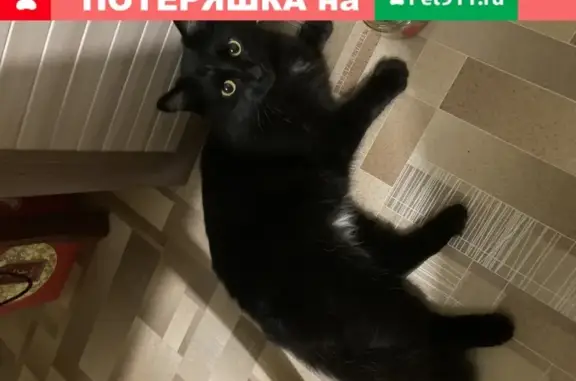 Найдена кошка возле магазина Фасоль, ул. Республики, Красноярск